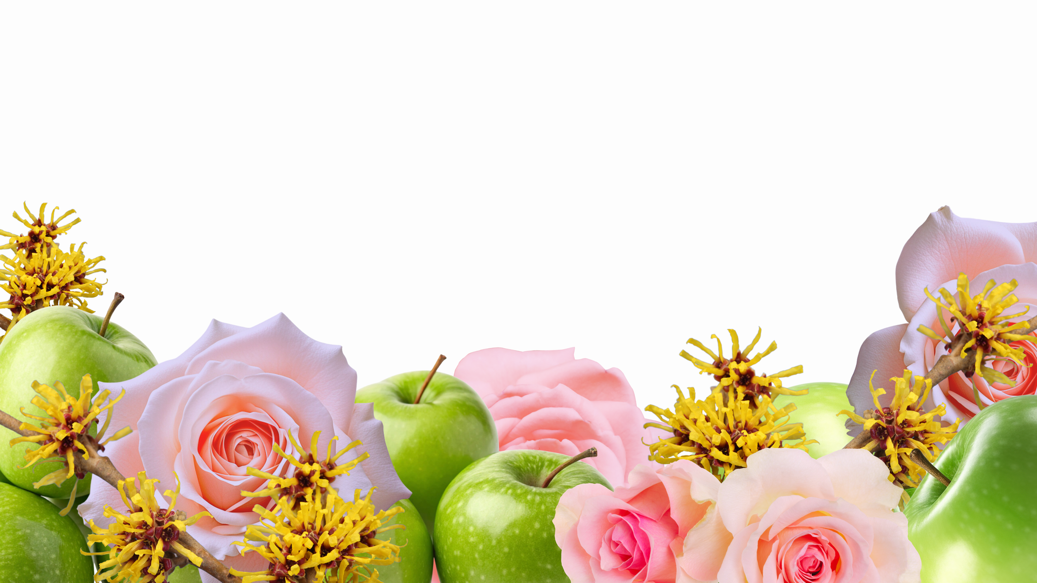 Premium Ingredients of Apple Stem Cells Witch Hazel and Pure Rose