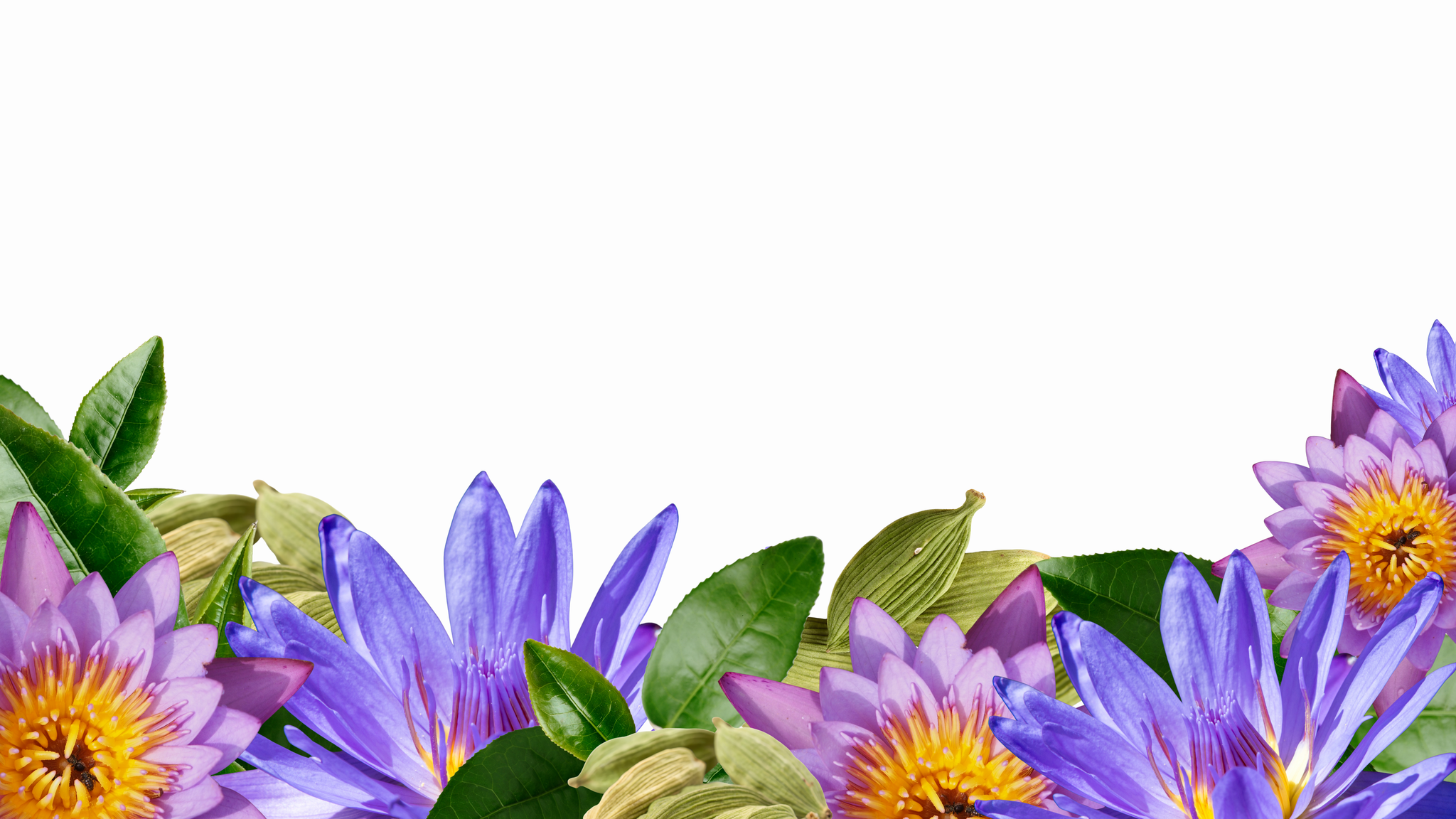 Premium Ingredients of Lotus Flower Green Tea Leaves and Cardamom